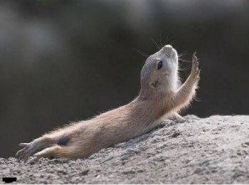 小地鼠动物搞怪表情