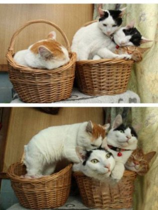 猫咪搞怪趣图之我也要一起睡