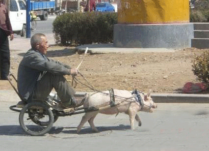 低碳的交通工具恶搞动物图片