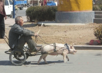 低碳的交通工具恶搞动物图片