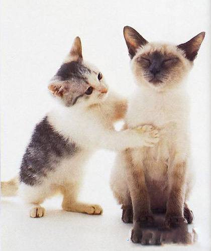 猫咪搞怪表情图片之别生气了