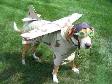 淡定搞笑动物图之酷帅的飞行员