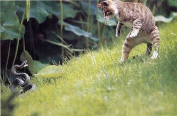 猫蛇大战搞笑动物图片