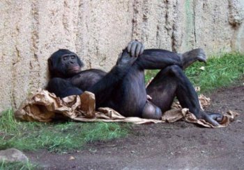 爆笑动物图片之躺姿