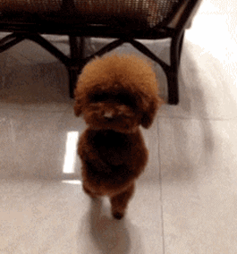 搞笑 gif之有趣的旁白