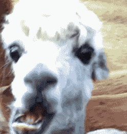 搞笑 gif之有趣的旁白