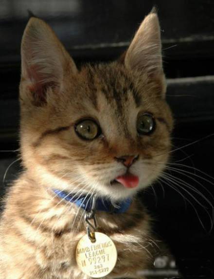 萌版小猫咪可爱动物图片