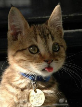 萌版小猫咪可爱动物图片