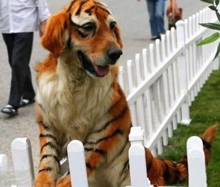 搞怪狗狗图片之染发