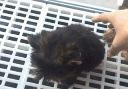 搞笑gif懵逼狗狗图片