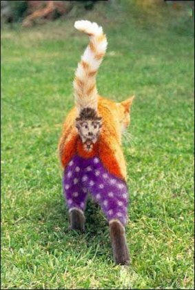 可爱的猫咪搞笑二货图片