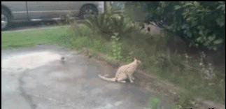 搞笑最屌猫咪gif动态图片