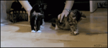 搞笑小动物反射弧gif动画