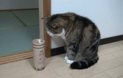 搞笑小动物反射弧gif动画