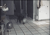 搞笑小动物反射弧gif动画