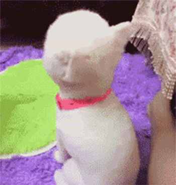 搞笑小动物反射弧gif动画