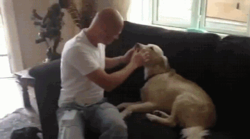 搞笑小动物反射弧gif动画