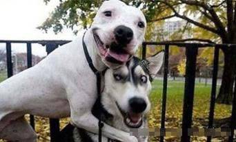 笑一个二货狗狗图片