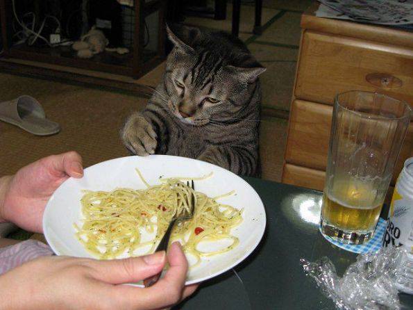 二货猫搞笑图片之没胃口