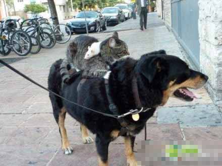 呆萌搞怪动物图片之谁最拉风