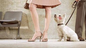 羞愧的狗狗搞笑PS图