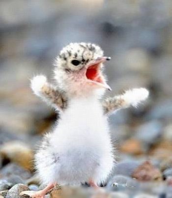 搞笑呆萌动物图之愤怒的小鸟