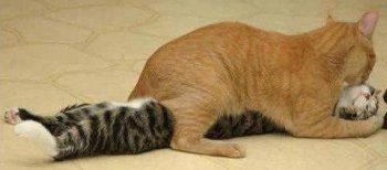 内涵动物图片之激情四射