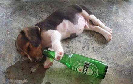 喝酒要有度恶搞狗狗图片