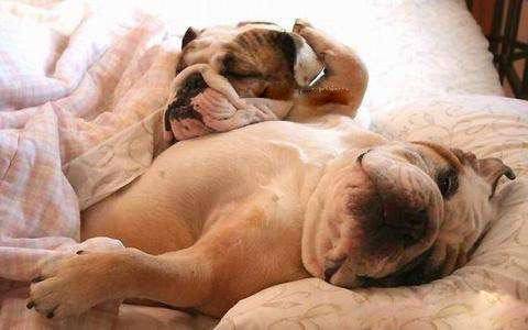 狗狗的床照内涵爆笑图