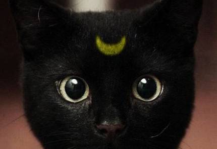 搞笑动物图片之代表月亮消灭你们