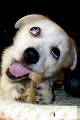 吃骨头的狗狗搞笑表情图片