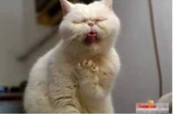 可爱的白猫搞笑表情图片