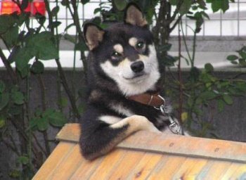 有故事的狗奇葩图片笑死人