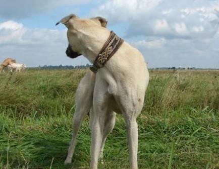 最新虐单身狗搞笑图片