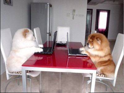 会玩电脑的狗狗qq爆笑图片