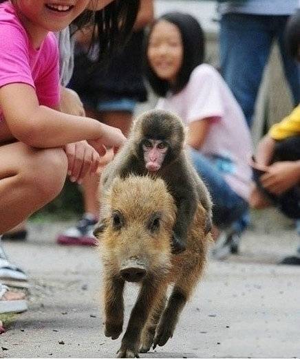 动物搞笑图片之师傅有难了