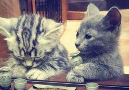 微信搞怪图片之失恋后的猫