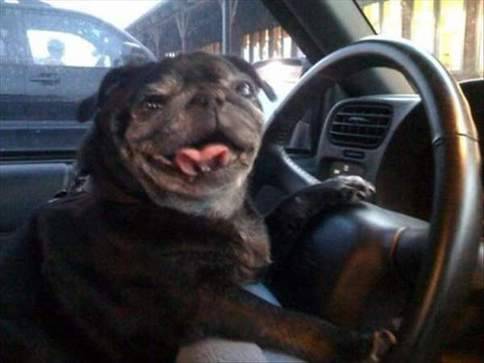 狗狗爆笑图片之带你去兜风