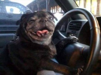 狗狗爆笑图片之带你去兜风