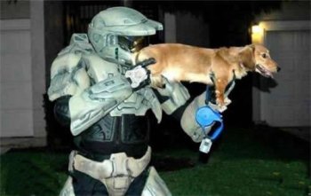 网络最新恶搞狗的图片