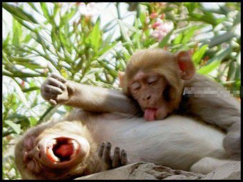 动物界的爆笑内涵图片