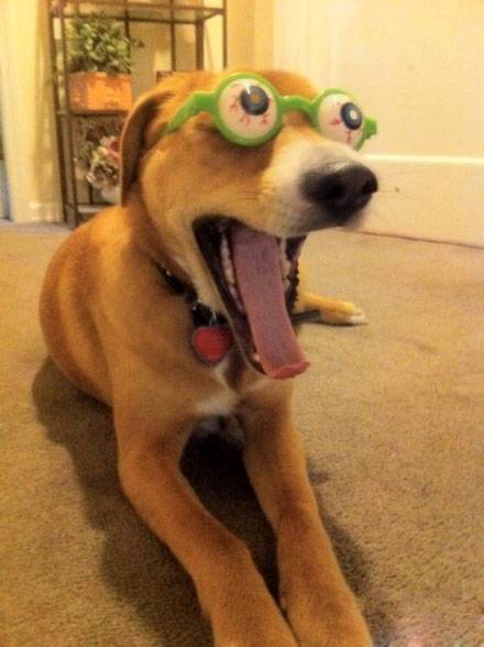 狗狗搞笑表情图之见到美女后