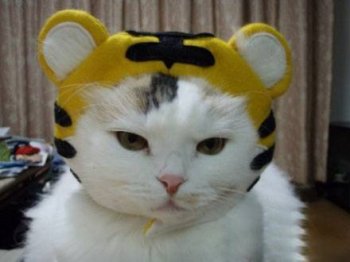 可爱动物图片之发威的猫