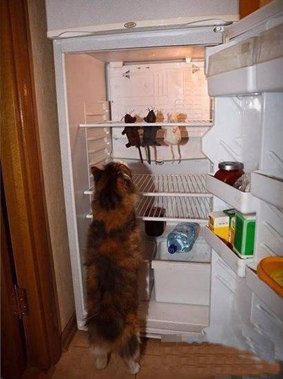 爆笑动物图片之冰箱的存货