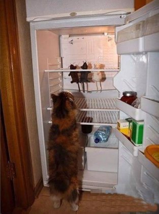 爆笑动物图片之冰箱的存货