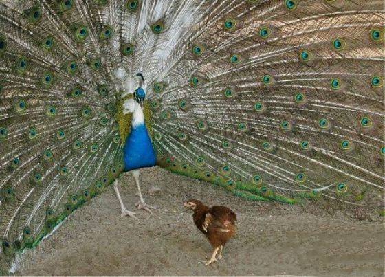 最新超搞笑动物图片