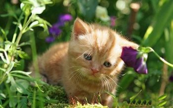 伤心忧郁的小猫动物图片