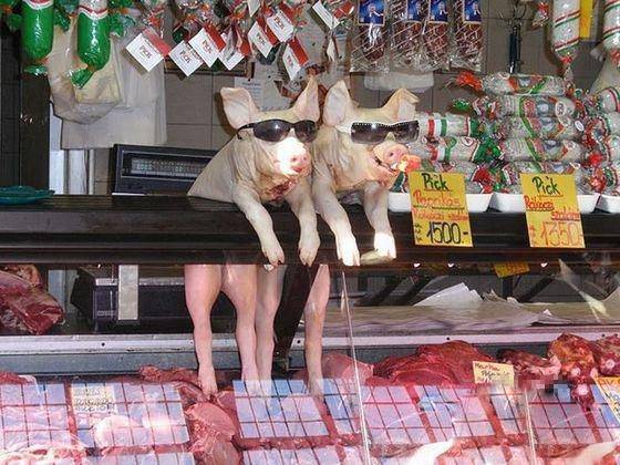 看美女的小猪恶搞图片