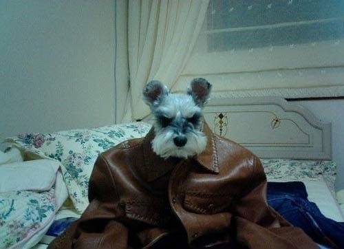 奇葩狗狗霸气造型图片