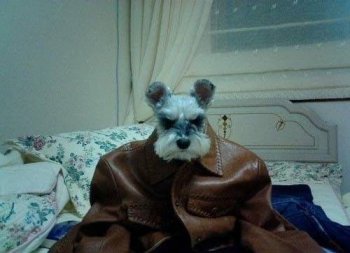 奇葩狗狗霸气造型图片